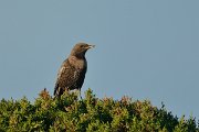 DPP - Wildlife Photography - Ring ouzel - A