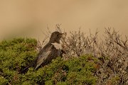 DPP - Wildlife Photography - Ring ouzel - C