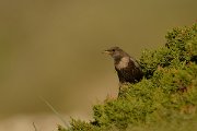 DPP - Wildlife Photography - Ring ouzel - D
