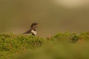 DPP - Wildlife Photography - Ring ouzel - E