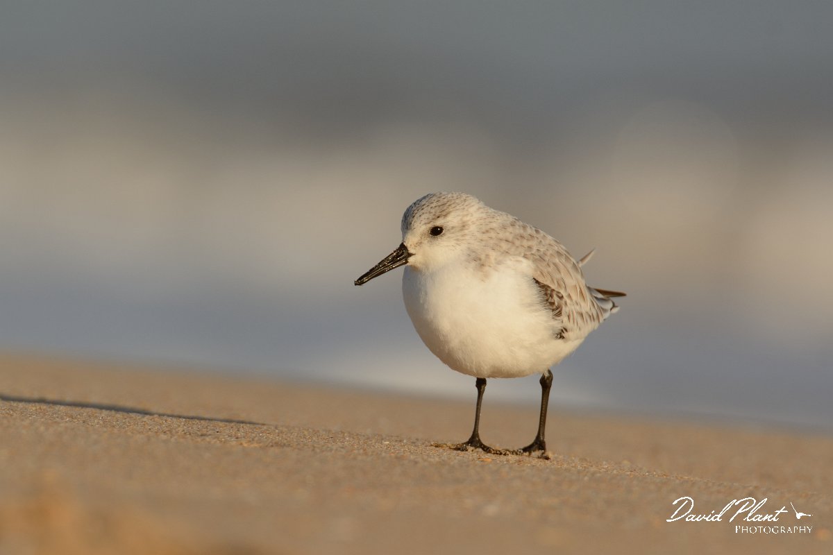 DPP - Wildlife Photography - Sanderling - D.jpg - Sanderling - Praia do Alvor