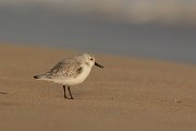 DPP - Wildlife Photography - Sanderling - A