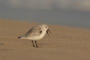 DPP - Wildlife Photography - Sanderling - B