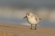 DPP - Wildlife Photography - Sanderling - D