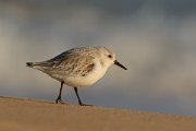 DPP - Wildlife Photography - Sanderling - F