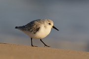 DPP - Wildlife Photography - Sanderling - G