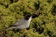 DPP - Wildlife Photography - Sardinian warbler - C