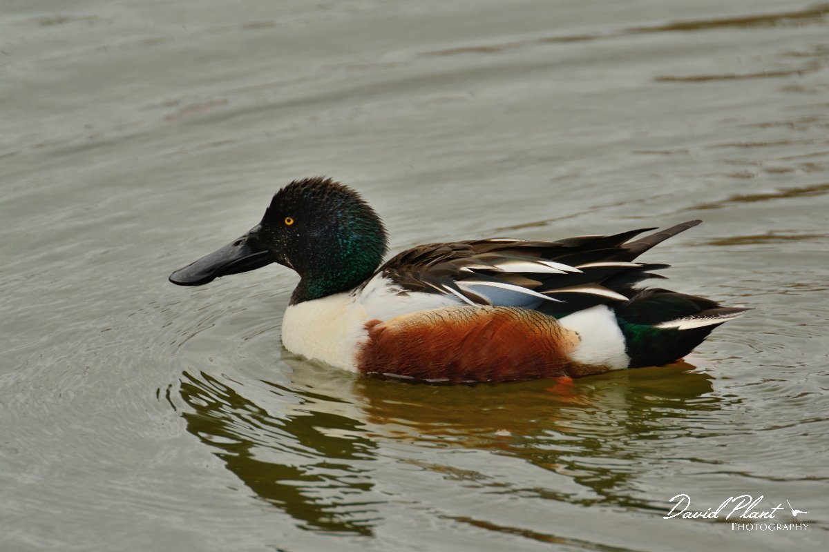 DPP - Wildlife Photography - Shoveler - C.jpg - Shoveler, male - Lagoa de São Lourenco