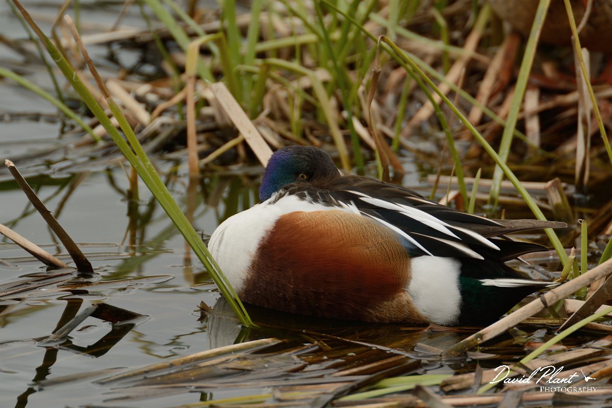 DPP - Wildlife Photography - Shoveler - D.jpg - Shoveler, male resting - Quinta de Marim