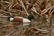 DPP - Wildlife Photography - Shoveler - A
