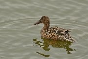 DPP - Wildlife Photography - Shoveler - B