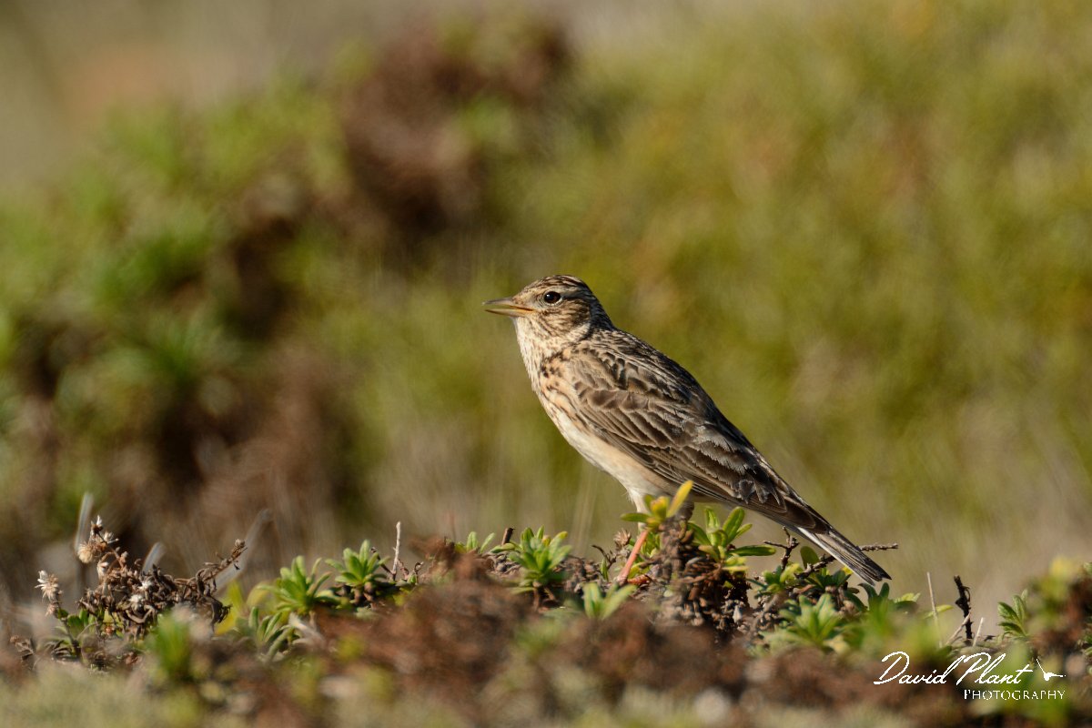 DPP - Wildlife Photography - Skylark - A.jpg - Skylark - Sagres Peninsula