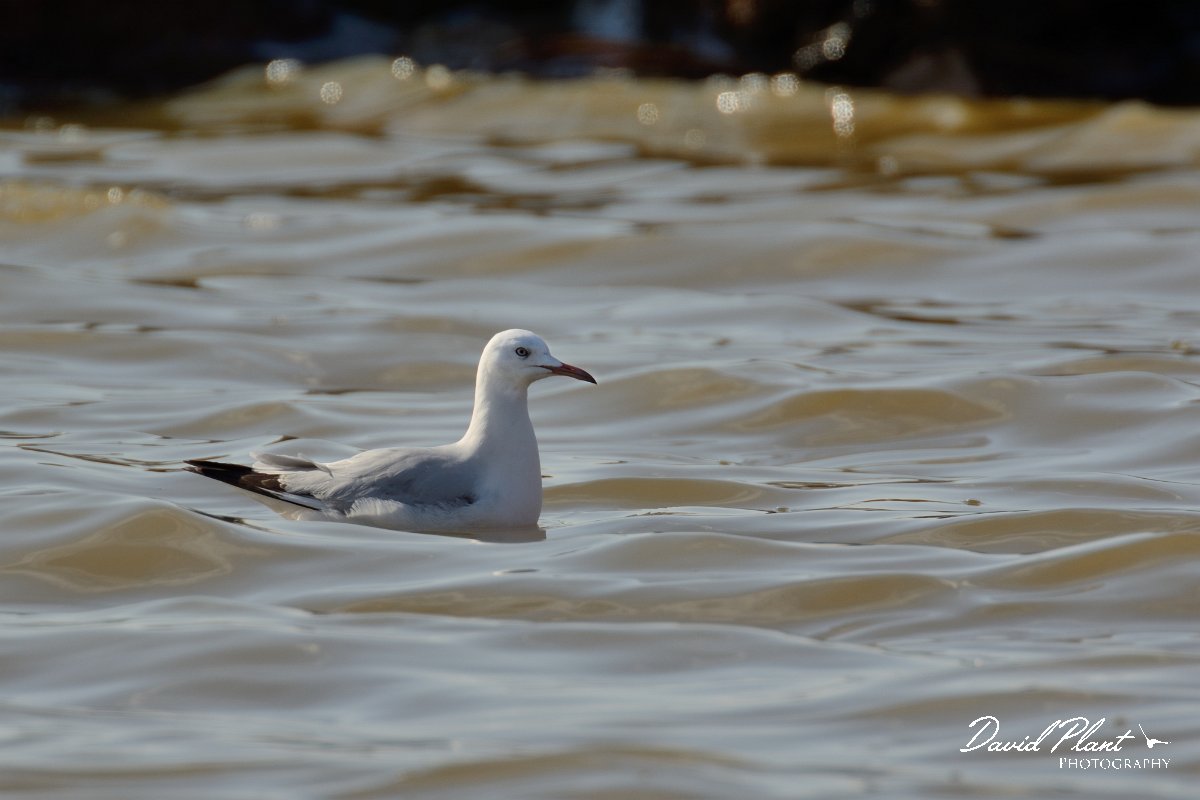 DPP - Wildlife Photography - Slender-billed gull - C.jpg - Slender-billed gull - Cerro de Bufo Saltpans
