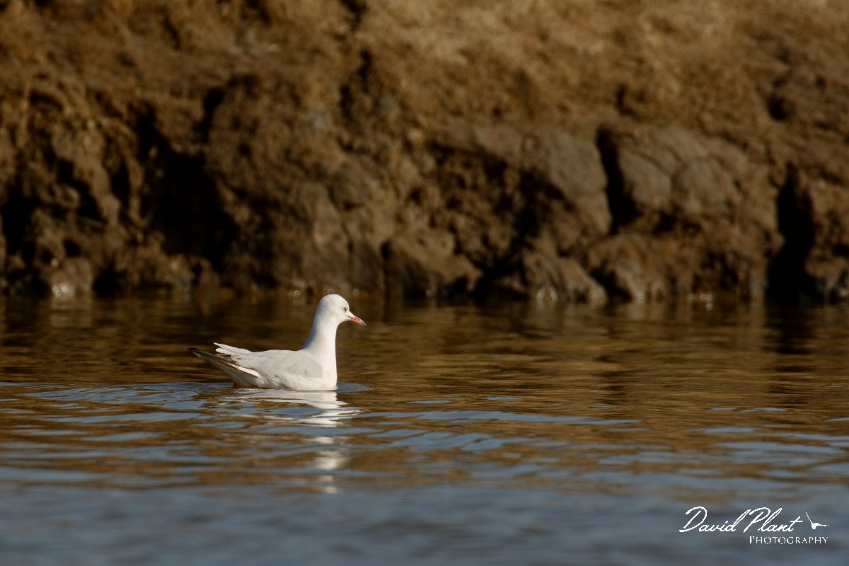 DPP - Wildlife Photography - Slender-billed gull - D.jpg - Slender-billed gull - Cerro de Bufo Saltpans