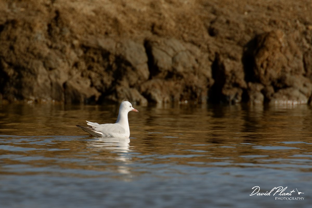 DPP - Wildlife Photography - Slender-billed gull - E.jpg - Slender-billed gull - Cerro de Bufo Saltpans