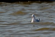 DPP - Wildlife Photography - Slender-billed gull - A