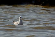 DPP - Wildlife Photography - Slender-billed gull - B
