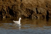 DPP - Wildlife Photography - Slender-billed gull - D