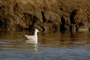DPP - Wildlife Photography - Slender-billed gull - E