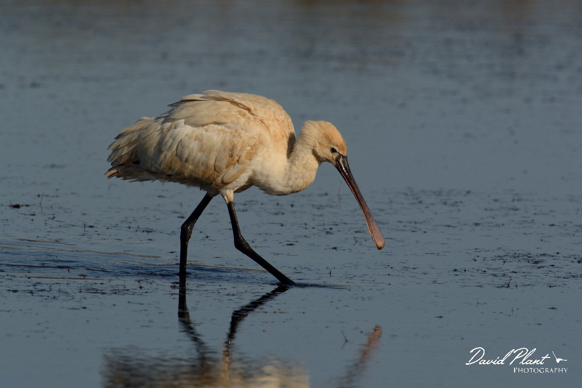DPP - Wildlife Photography - Spoonbill - A.jpg - Spoonbill, juvenile - Sitio das 4 Aguas