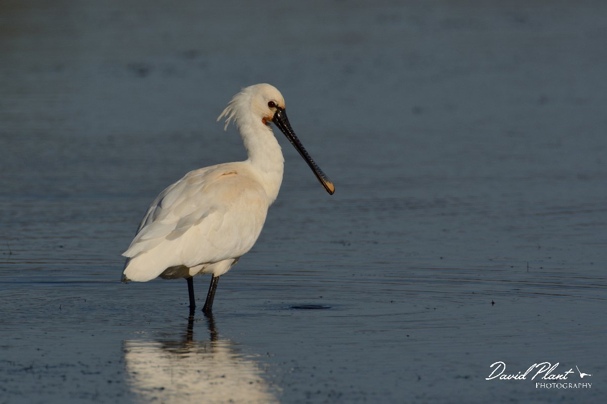 DPP - Wildlife Photography - Spoonbill - C.jpg - Spoonbill - Sitio das 4 Aguas