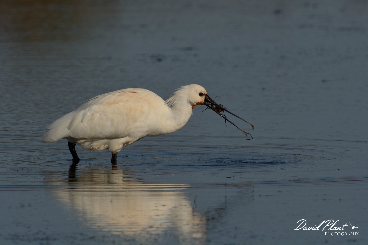 DPP - Wildlife Photography - Spoonbill - D.jpg - Spoonbill with crab - Sitio das 4 Aguas