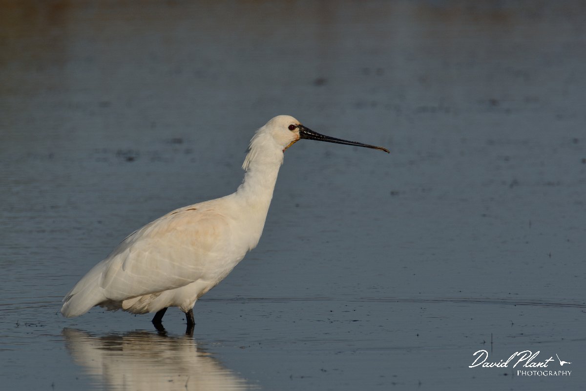 DPP - Wildlife Photography - Spoonbill - F.jpg - Spoonbill - Sitio das 4 Aguas