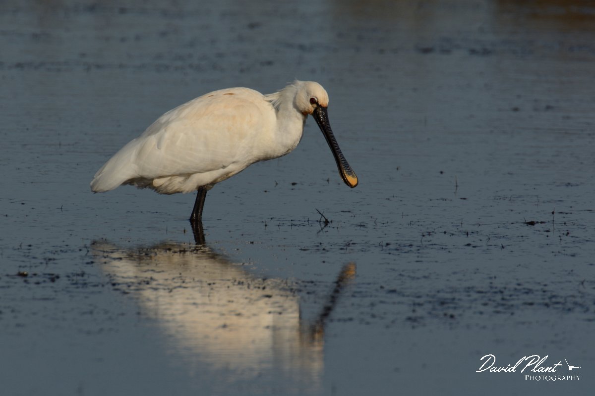 DPP - Wildlife Photography - Spoonbill - G.jpg - Spoonbill - Sitio das 4 Aguas