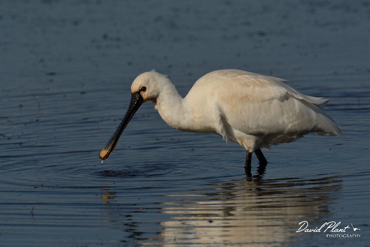DPP - Wildlife Photography - Spoonbill - H.jpg - Spoonbill - Sitio das 4 Aguas