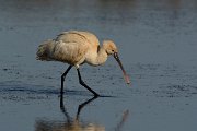 DPP - Wildlife Photography - Spoonbill - A