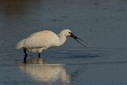 DPP - Wildlife Photography - Spoonbill - D