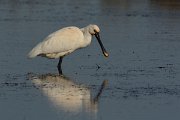 DPP - Wildlife Photography - Spoonbill - G