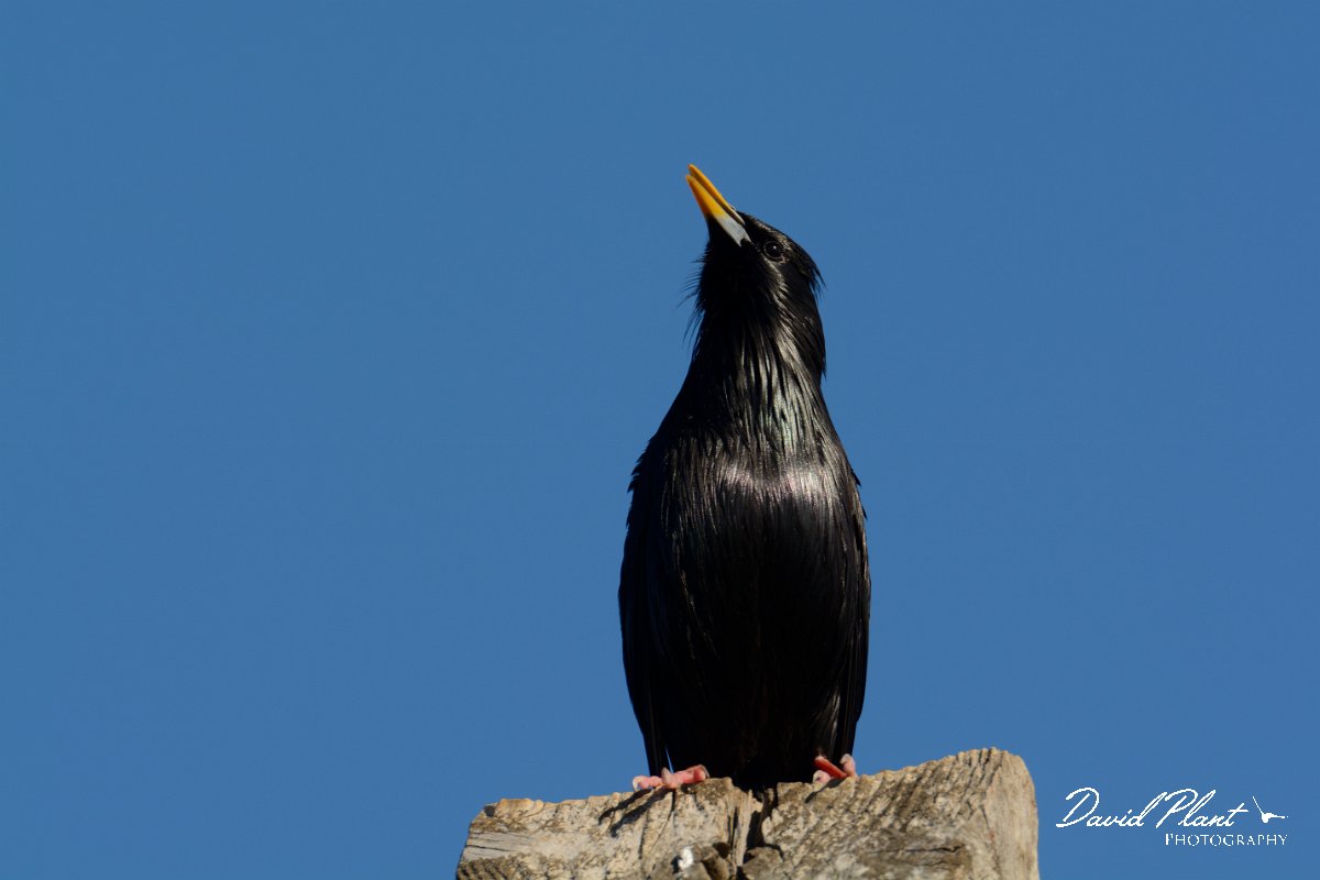 DPP - Wildlife Photography - Spotless starling - B.jpg - Spotless starling, male singing - Cabo de São Vicente
