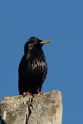 DPP - Wildlife Photography - Spotless starling - C