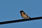 DPP - Wildlife Photography - Stonechat - A