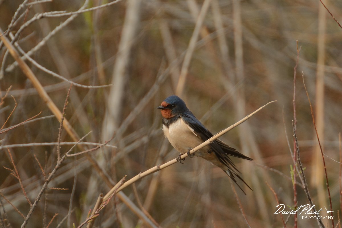 DPP - Wildlife Photography - Swallow - C.jpg - Swallow - Foz do Almargem
