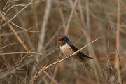 DPP - Wildlife Photography - Swallow - C