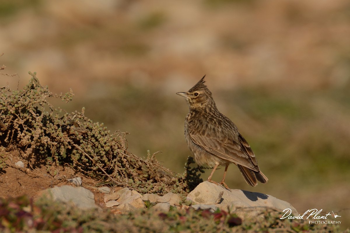 DPP - Wildlife Photography - Thekla lark - A.jpg - Thekla lark - Cabo de São Vicente