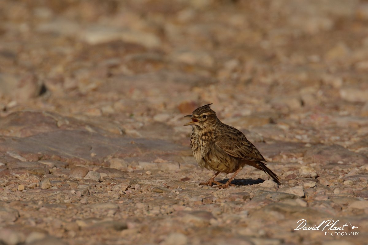 DPP - Wildlife Photography - Thekla lark - B.jpg - Thekla lark - Cabo de São Vicente