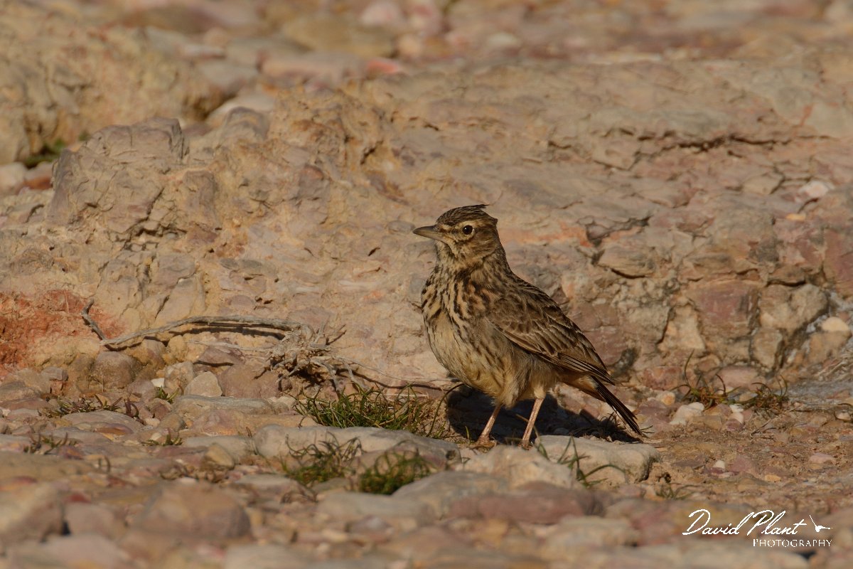 DPP - Wildlife Photography - Thekla lark - E.jpg - Thekla lark - Cabo de São Vicente