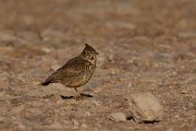 DPP - Wildlife Photography - Thekla lark - C