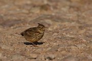 DPP - Wildlife Photography - Thekla lark - D