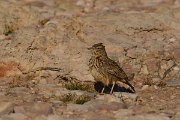 DPP - Wildlife Photography - Thekla lark - E