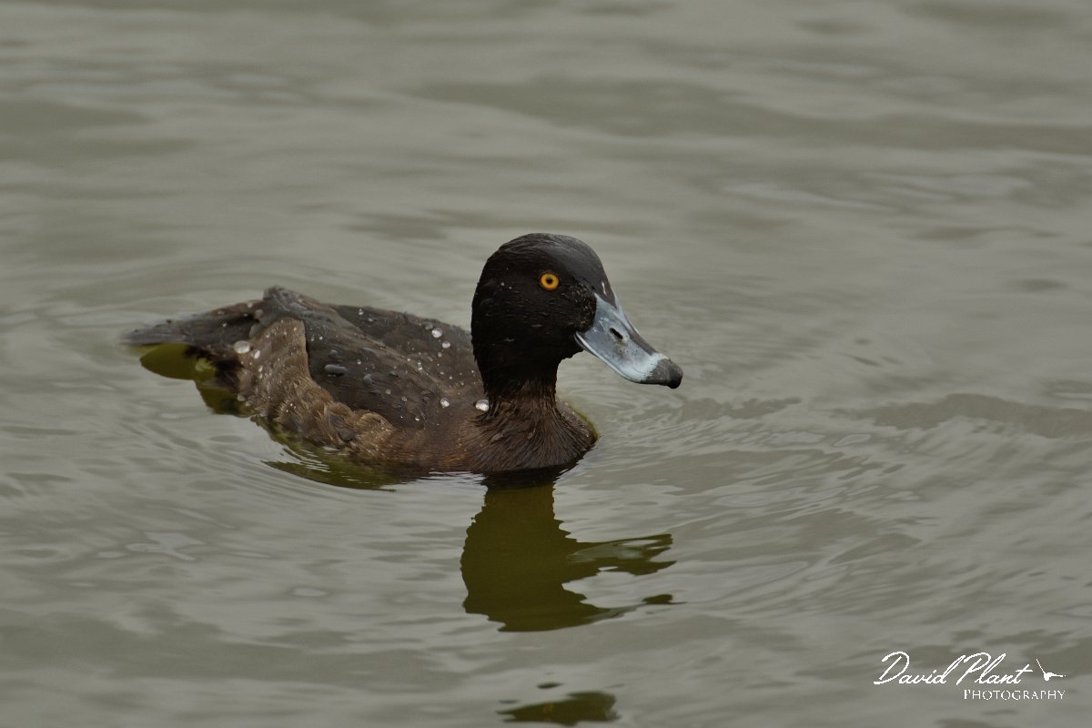 DPP - Wildlife Photography - Tufted duck - B.jpg - Tufted duck, female - Quinta de Marim