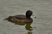 DPP - Wildlife Photography - Tufted duck - A