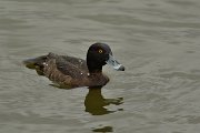 DPP - Wildlife Photography - Tufted duck - B