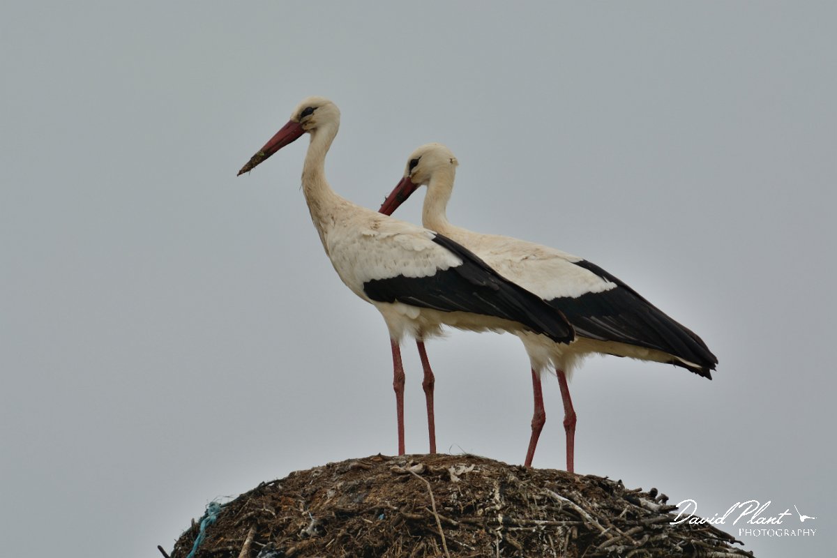 DPP - Wildlife Photography - White stork - B.jpg - White stork pair on nest - Castro Verde