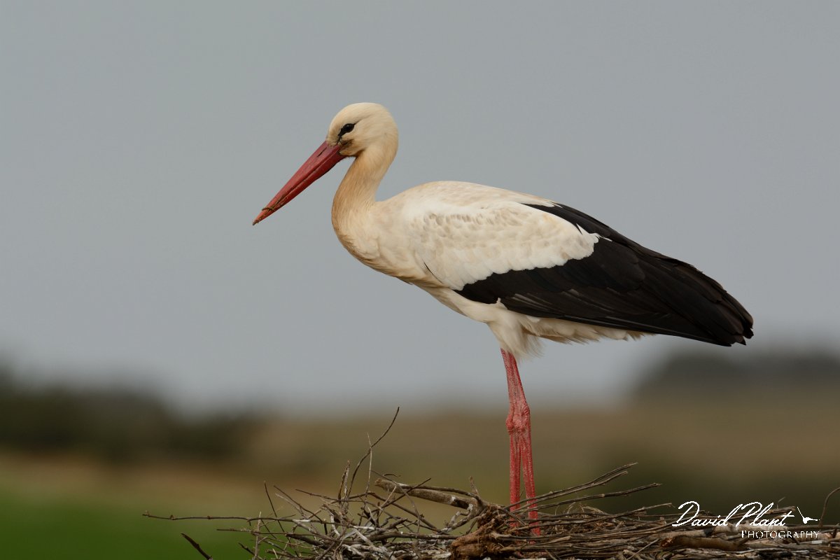 DPP - Wildlife Photography - White stork - C.jpg - White stork on nest - Castro Verde
