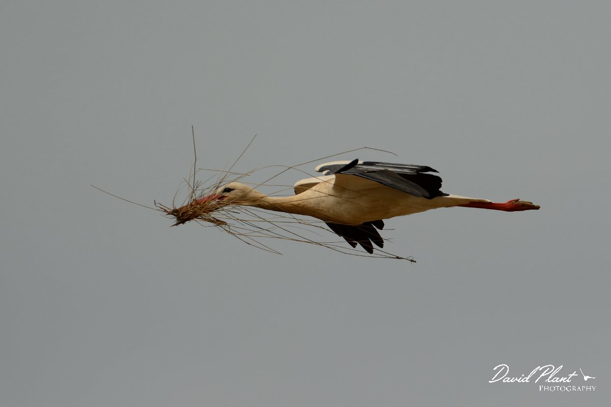 DPP - Wildlife Photography - White stork - D.jpg - White stork with nesting material - Castro Verde