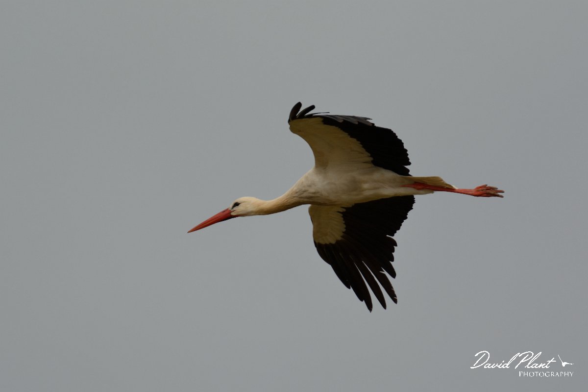 DPP - Wildlife Photography - White stork - F.jpg - White stork in flight - Castro Verde